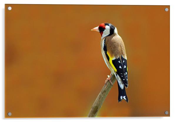 Goldfinch Acrylic by Donna Collett