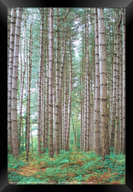 Birch wood Newmillerdam  Framed Print by Alison Chambers