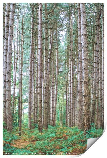 Birch wood Newmillerdam  Print by Alison Chambers