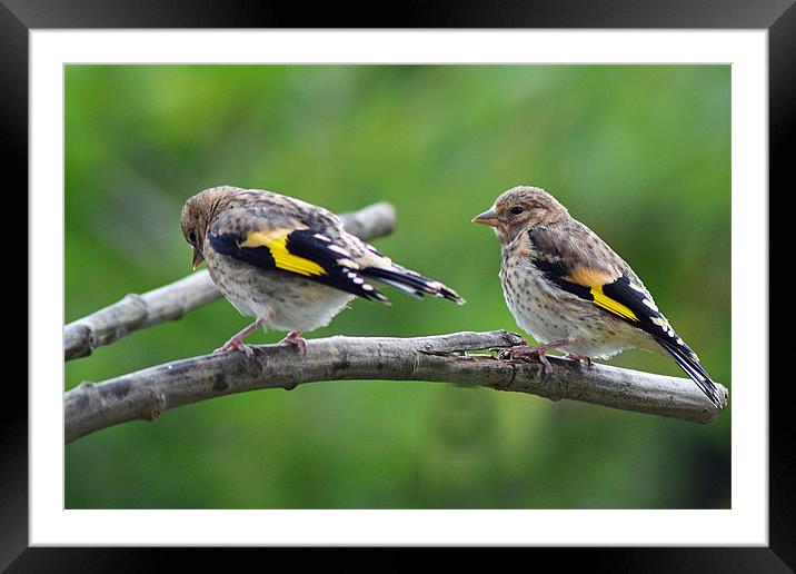 Double Trouble Framed Mounted Print by Donna Collett