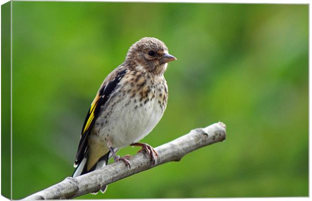 Young Goldfinch Canvas Print by Donna Collett