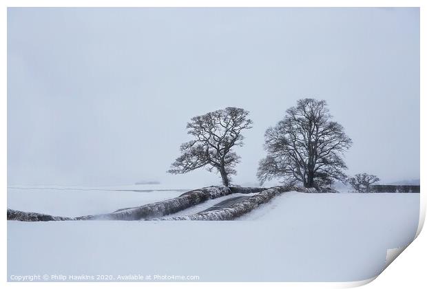 The Trows trees in snow Print by Philip Hawkins