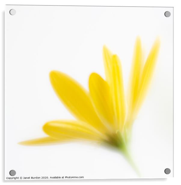 Yellow Osteospernum Acrylic by Janet Burdon