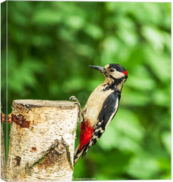 Greater Spotted Woodpecker Canvas Print by Gary Clarricoates