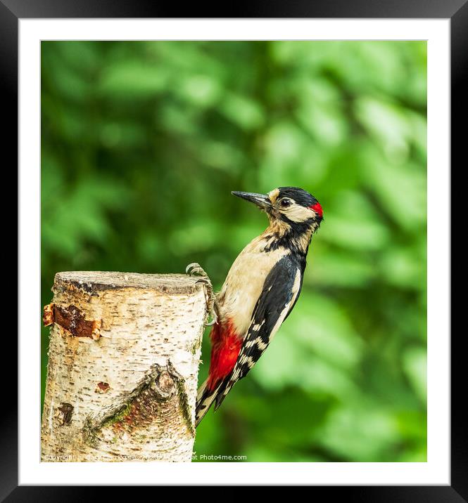 Greater Spotted Woodpecker Framed Mounted Print by Gary Clarricoates