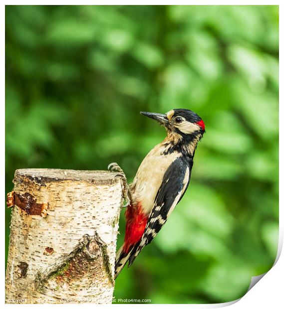 Greater Spotted Woodpecker Print by Gary Clarricoates