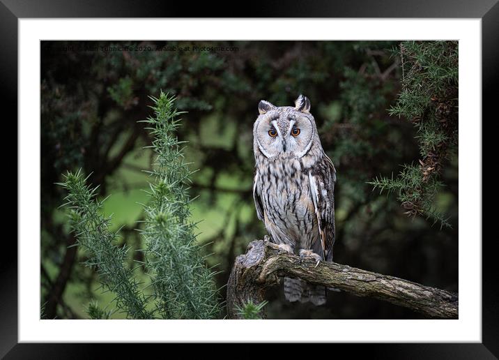A long eared owl perched on a tree branch Framed Mounted Print by Alan Tunnicliffe