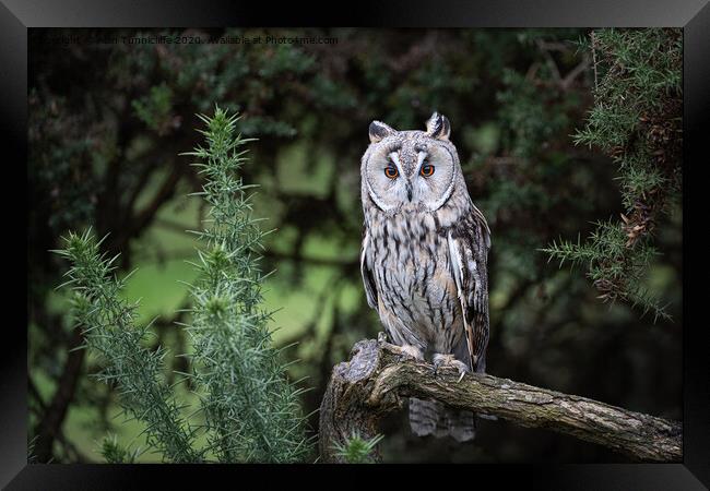A long eared owl perched on a tree branch Framed Print by Alan Tunnicliffe