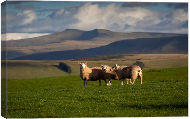 Sheep on the Brecon Beacons Canvas Print by Leighton Collins