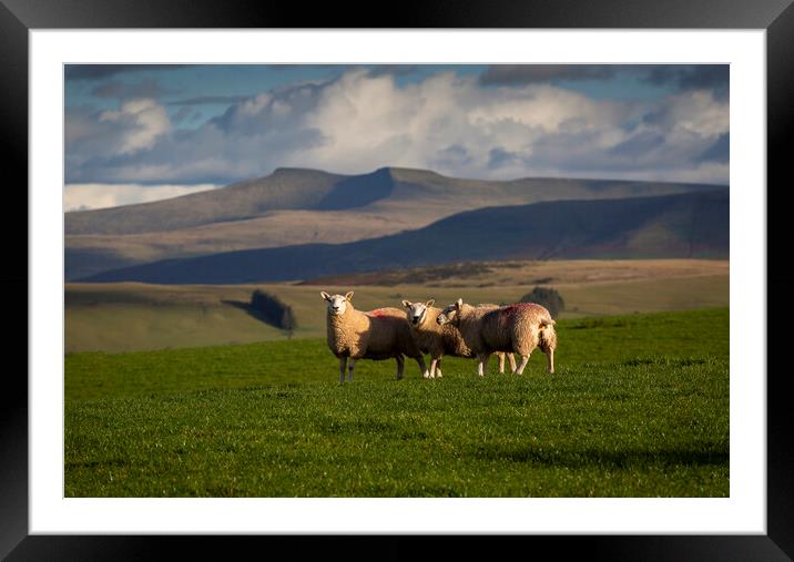 Sheep on the Brecon Beacons Framed Mounted Print by Leighton Collins