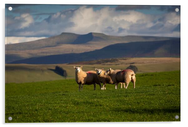 Sheep on the Brecon Beacons Acrylic by Leighton Collins