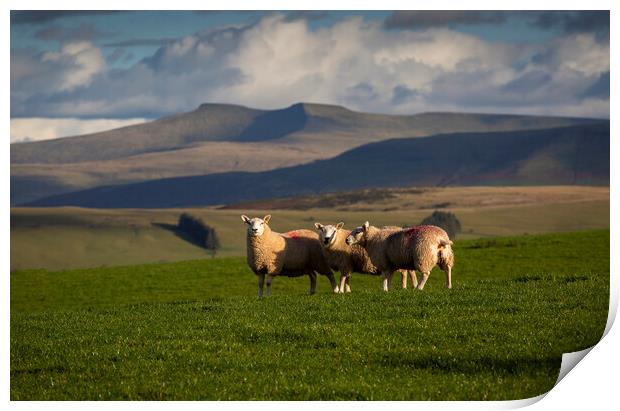 Sheep on the Brecon Beacons Print by Leighton Collins