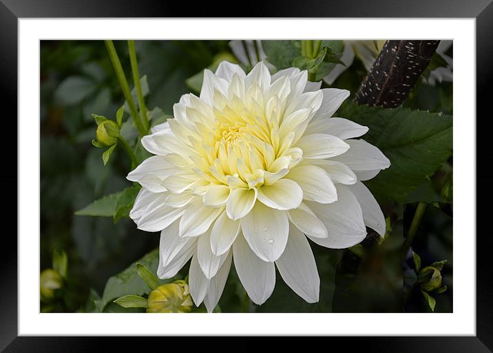 white dahlia Framed Mounted Print by Hassan Najmy