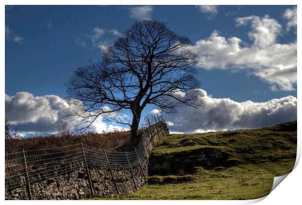 The lone tree Print by Beverley Middleton