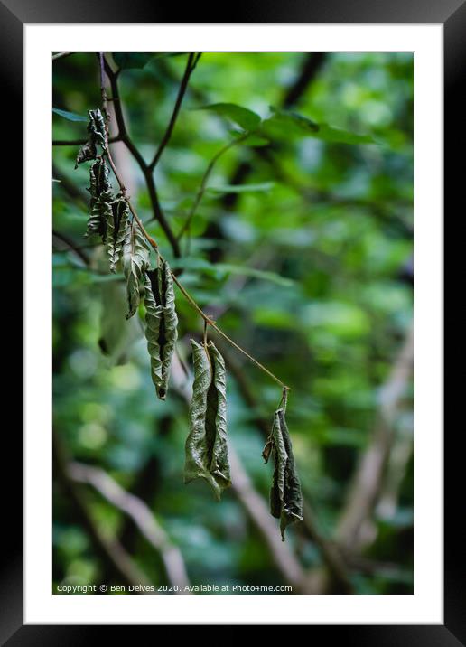 Withered leaves in green Framed Mounted Print by Ben Delves