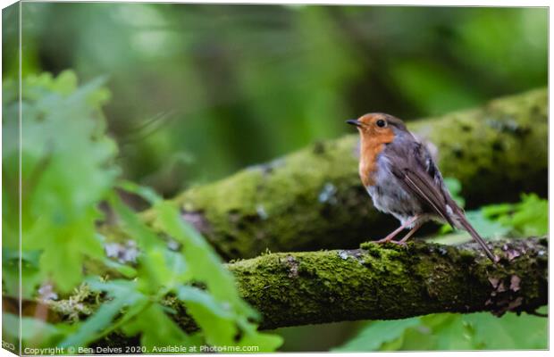 A small bird perched on a tree branch Canvas Print by Ben Delves