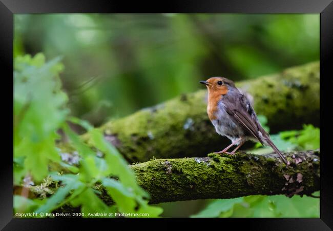 A small bird perched on a tree branch Framed Print by Ben Delves