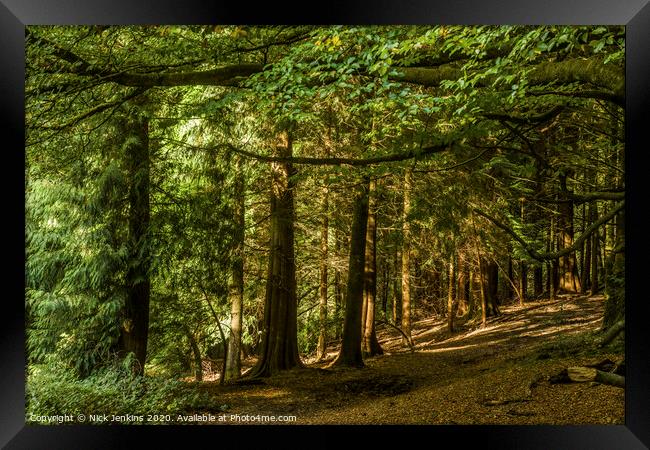 Pine Trees in a woodland near Cardiff south Wales Framed Print by Nick Jenkins