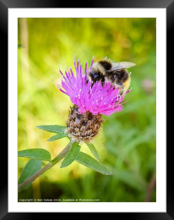 Bumblebee on a pink thistle flower Framed Mounted Print by Ben Delves