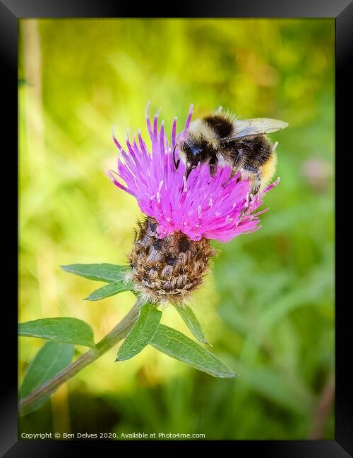 Bumblebee on a pink thistle flower Framed Print by Ben Delves