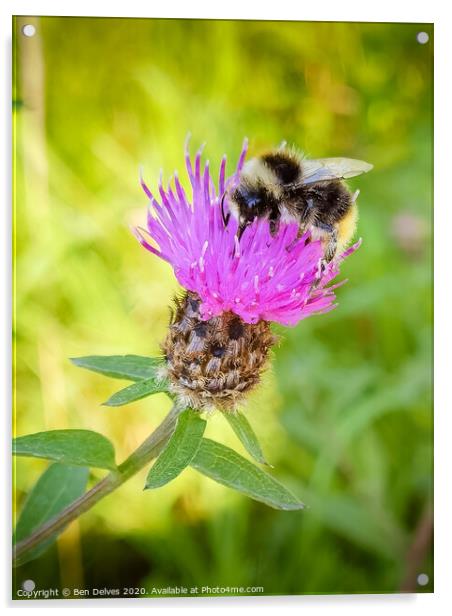 Bumblebee on a pink thistle flower Acrylic by Ben Delves
