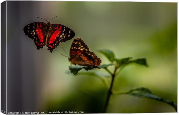 Butterfly courtship Canvas Print by Ben Delves
