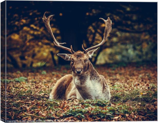 Majestic Stag Amidst Autumnal Leaves Canvas Print by Ben Delves