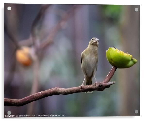 Tropical bird facing forwards perched on a branch  Acrylic by Ben Delves