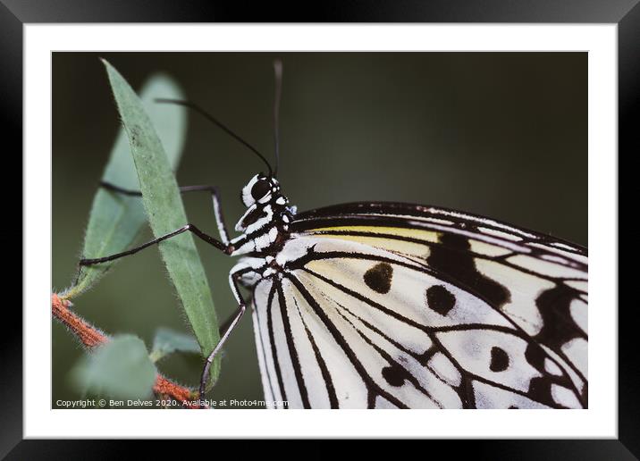Paperwhite butterfly macro Framed Mounted Print by Ben Delves