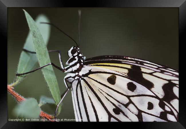 Paperwhite butterfly macro Framed Print by Ben Delves