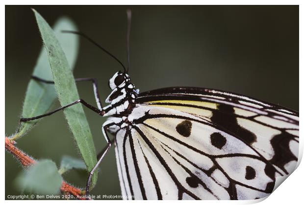 Paperwhite butterfly macro Print by Ben Delves