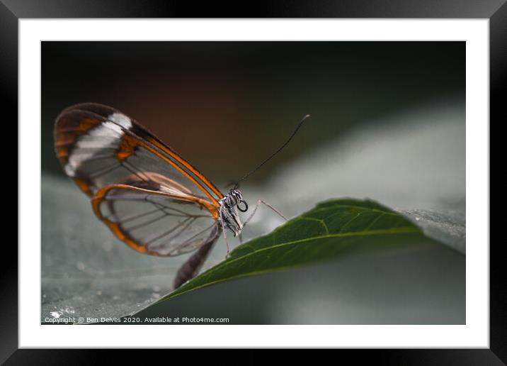 Delicate Glasswing Butterfly Perched on Leaf Framed Mounted Print by Ben Delves