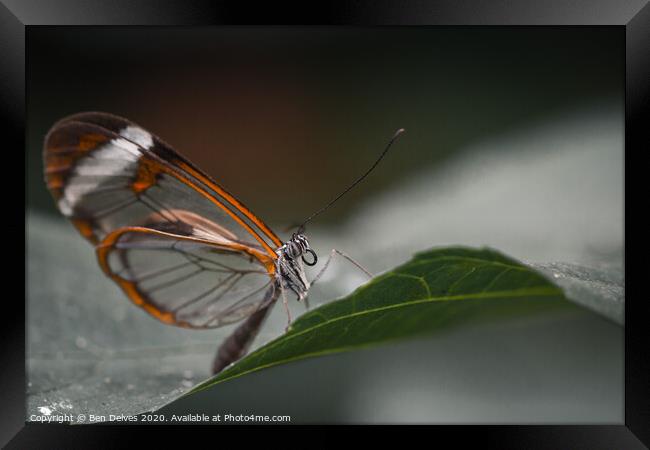 Delicate Glasswing Butterfly Perched on Leaf Framed Print by Ben Delves