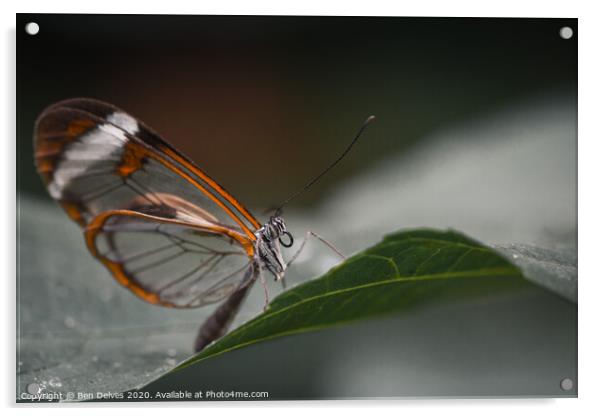 Delicate Glasswing Butterfly Perched on Leaf Acrylic by Ben Delves