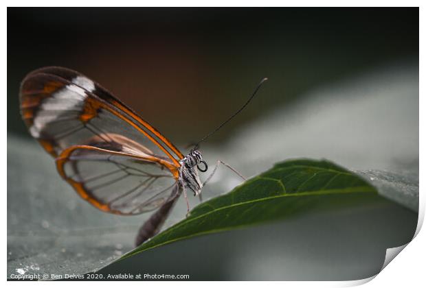Delicate Glasswing Butterfly Perched on Leaf Print by Ben Delves