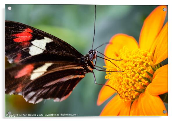 Elegant Postman Butterfly on Orange Blossom Acrylic by Ben Delves