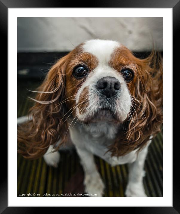 Graceful Cavalier Spaniel in the Wind Framed Mounted Print by Ben Delves