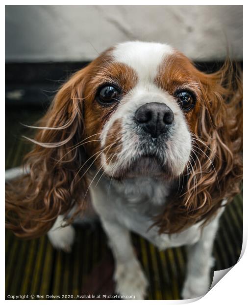 Graceful Cavalier Spaniel in the Wind Print by Ben Delves