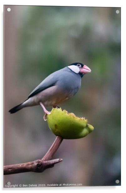 Javan sparrow perched on a fruit Acrylic by Ben Delves