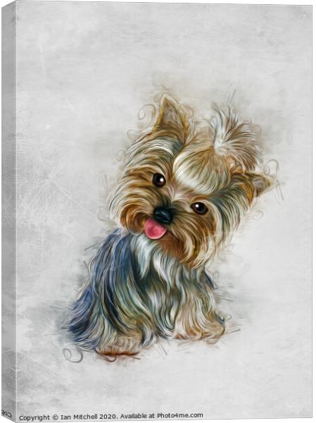 Yorkshire Terrier Art Canvas Print by Ian Mitchell