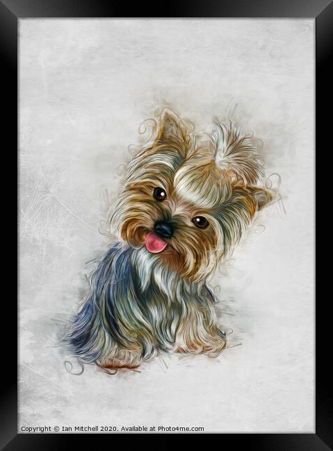 Yorkshire Terrier Art Framed Print by Ian Mitchell
