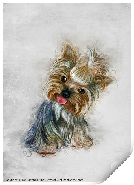 Yorkshire Terrier Art Print by Ian Mitchell