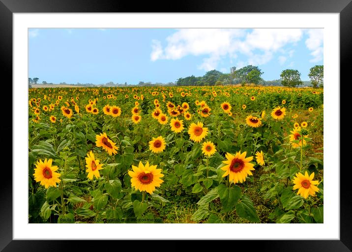 Beautiful bright and cheery sunflower field  Framed Mounted Print by Paula Tracy
