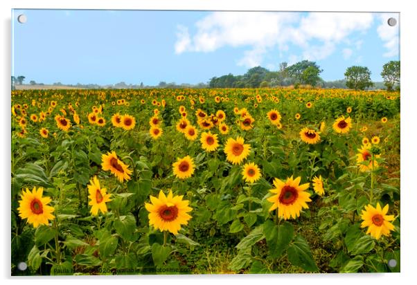 Beautiful bright and cheery sunflower field  Acrylic by Paula Tracy