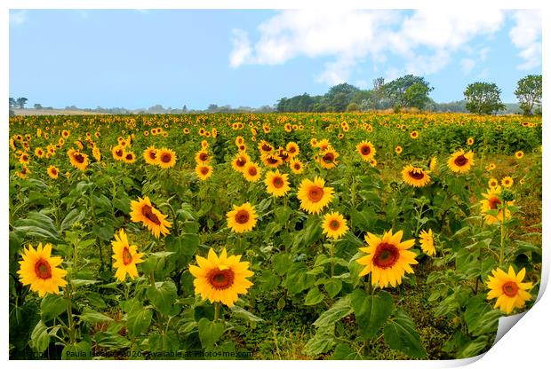 Beautiful bright and cheery sunflower field  Print by Paula Tracy