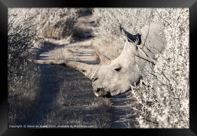 White Rhino Namibia Framed Print by Steve de Roeck