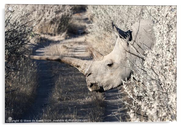 White Rhino Namibia Acrylic by Steve de Roeck