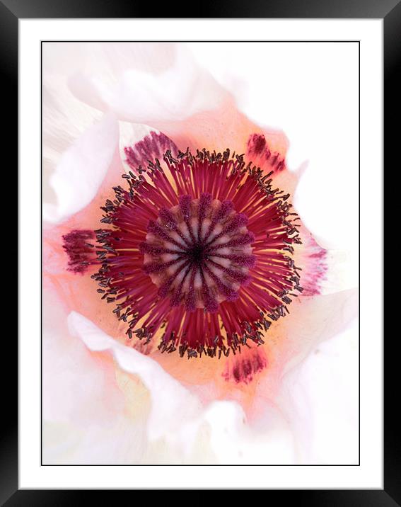 poppy art Framed Mounted Print by Heather Newton