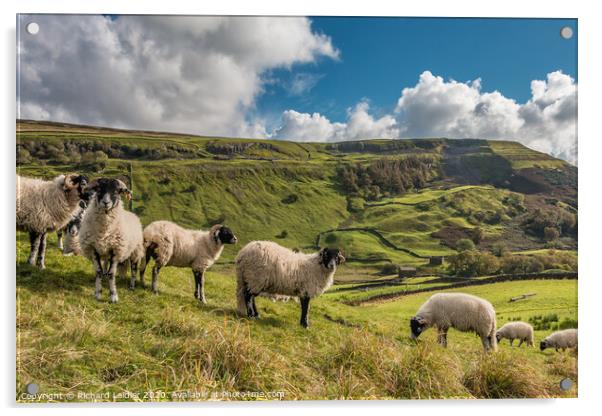 Swaledales in Swaledale Acrylic by Richard Laidler