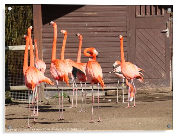 Pink Flamingo's Acrylic by Jacqui Kilcoyne